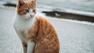 How to Remove Background from Image using Python